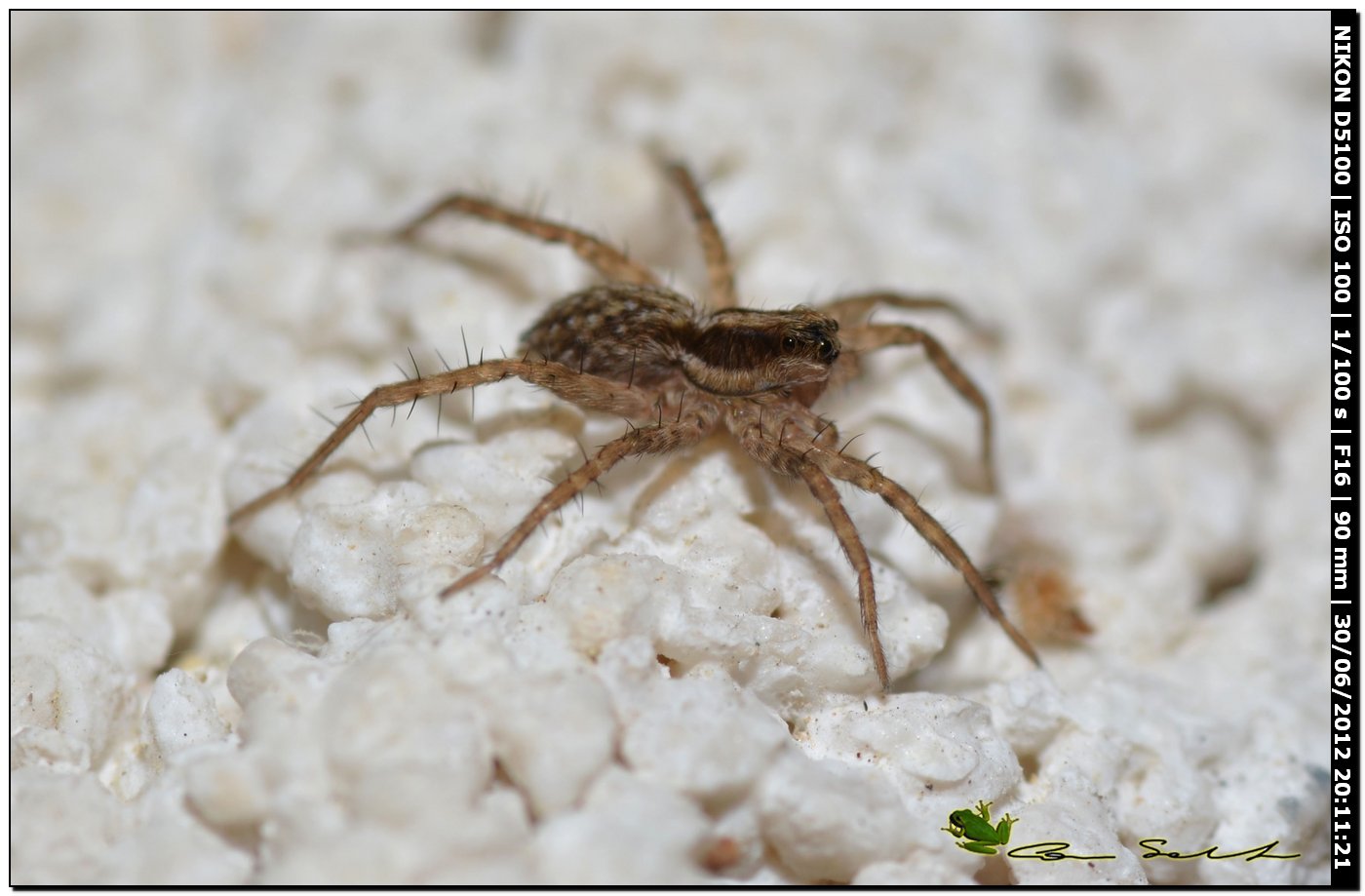 Pardosa sp.