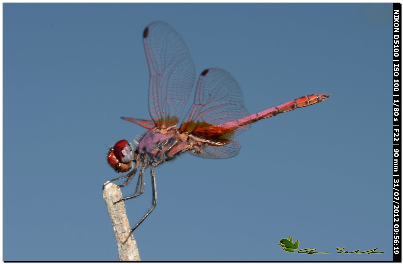Sympetrum... ♂ - Trithemis annulata (maschio)