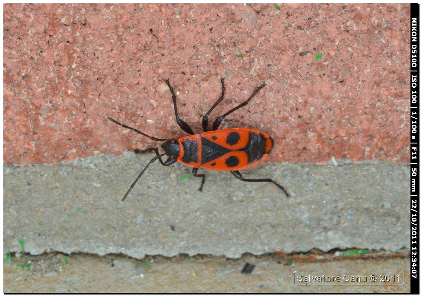 Pyrrhocoridae, Pyrrhocoris apterus