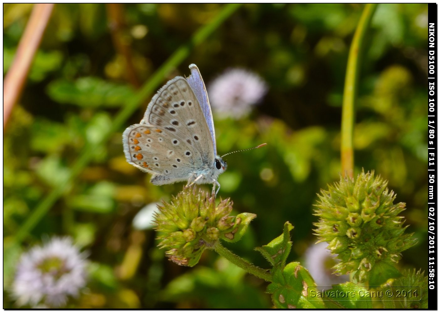 Polyommatus icarus? - S