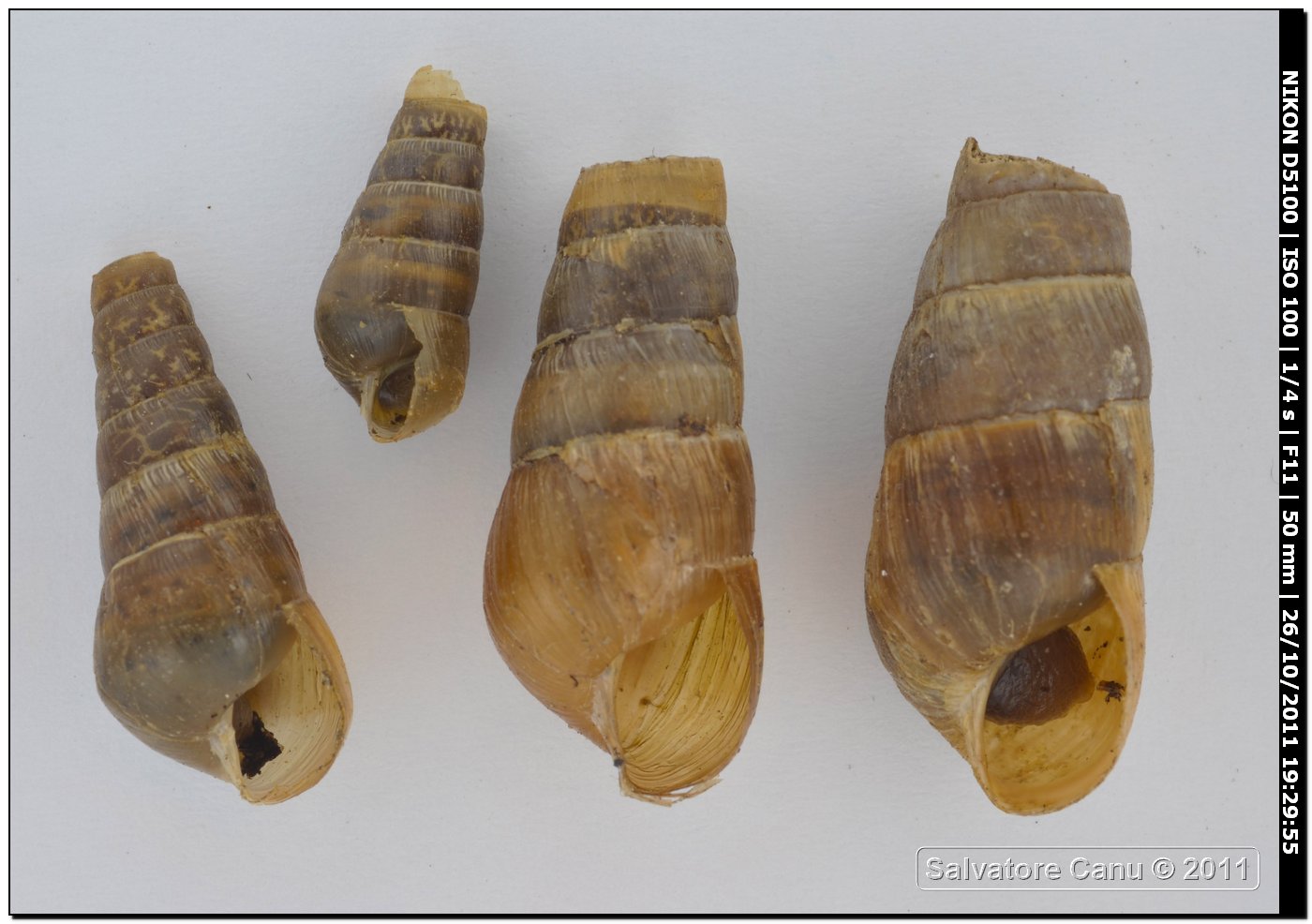 Rumina decollata