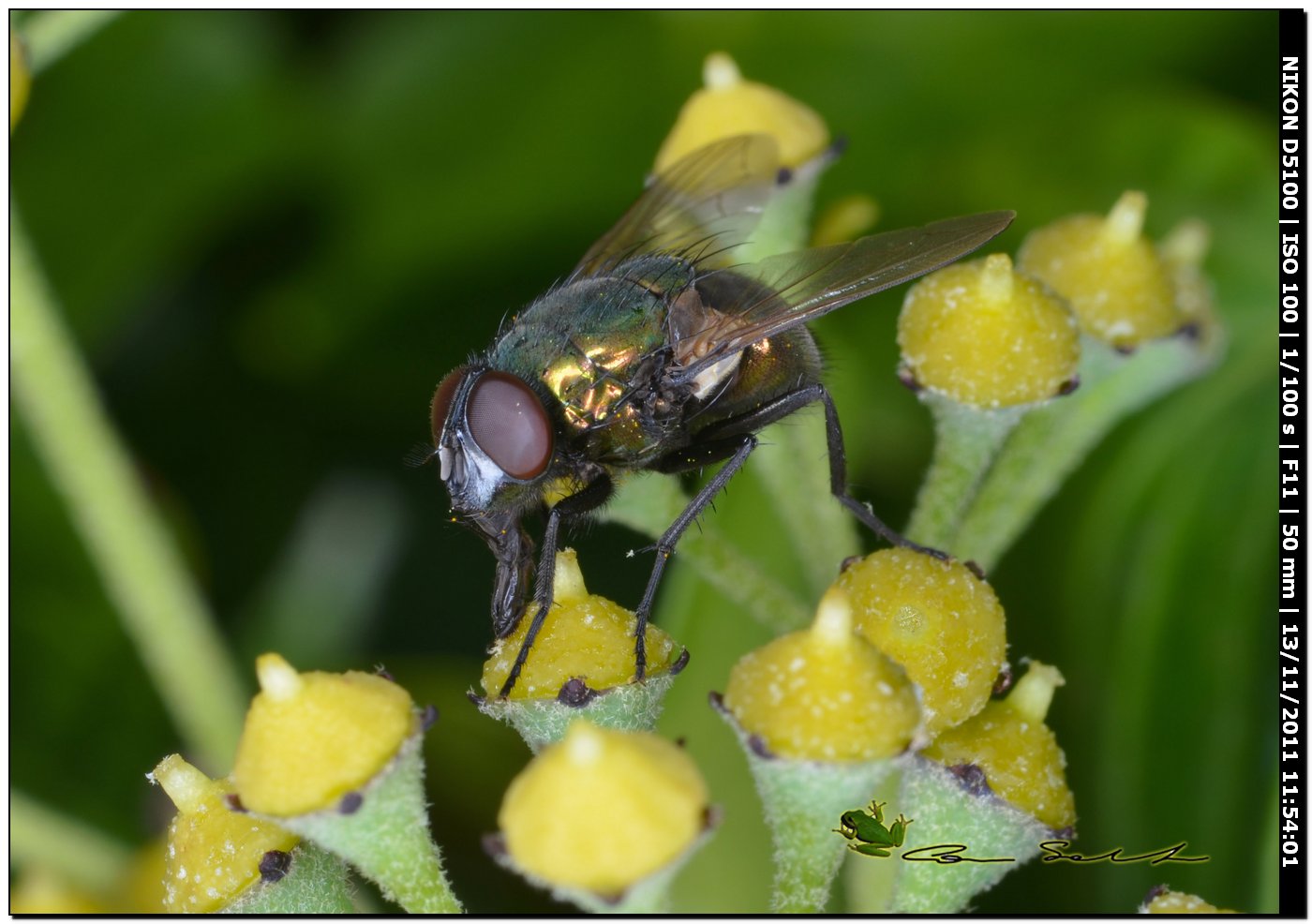Neomya cornicina ♂ (Muscidae)