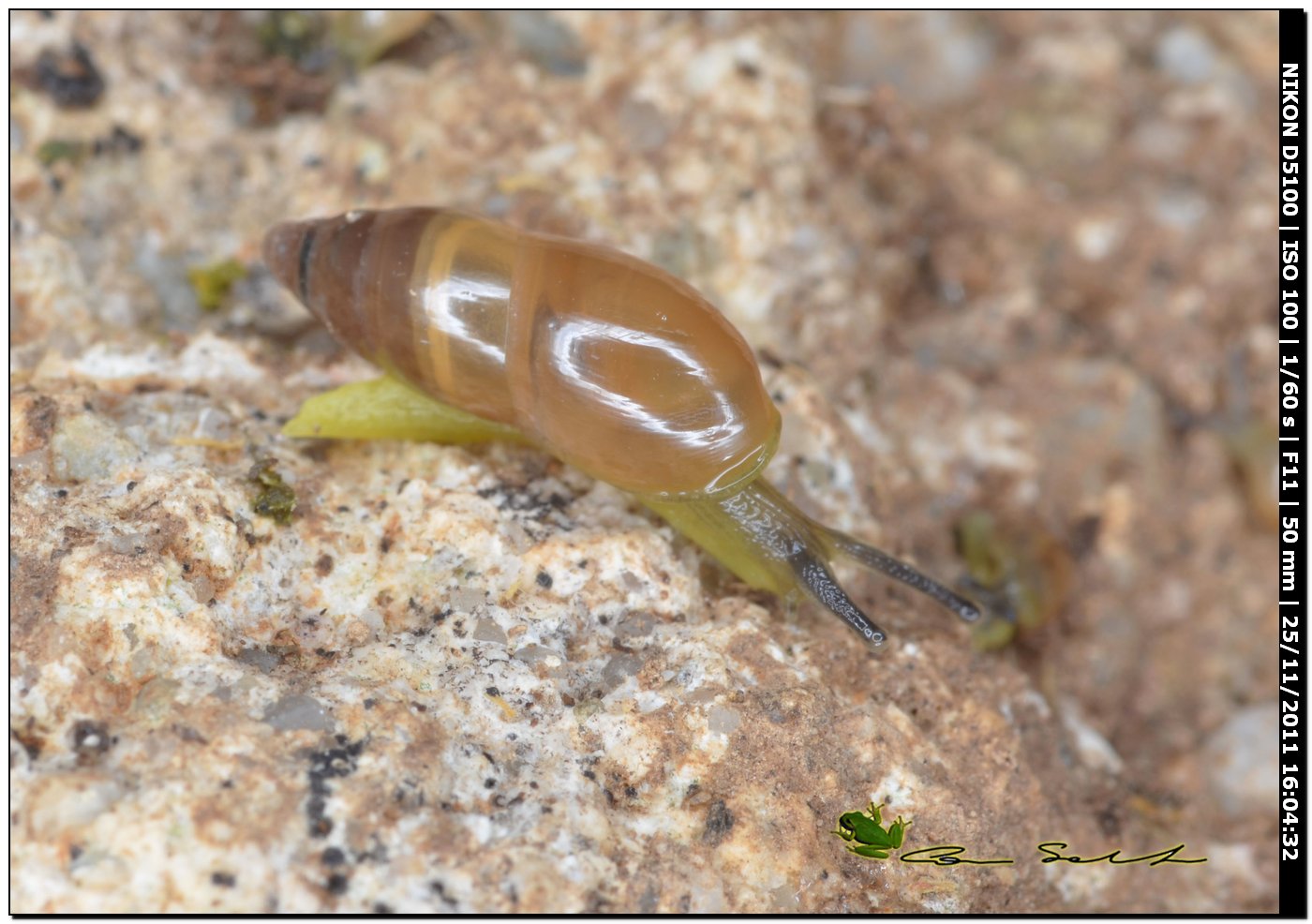 Ferussacia (Ferussacia) folliculus