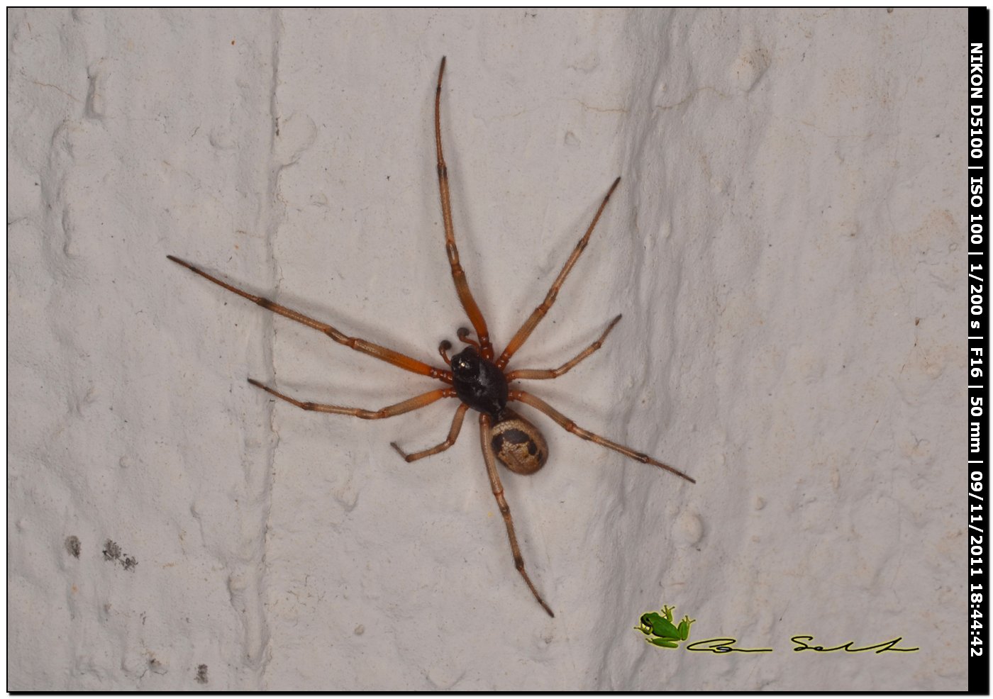 Theridiidae, Steatoda nobilis  ♂