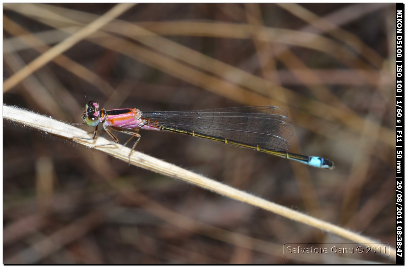 Ischinura genei mix