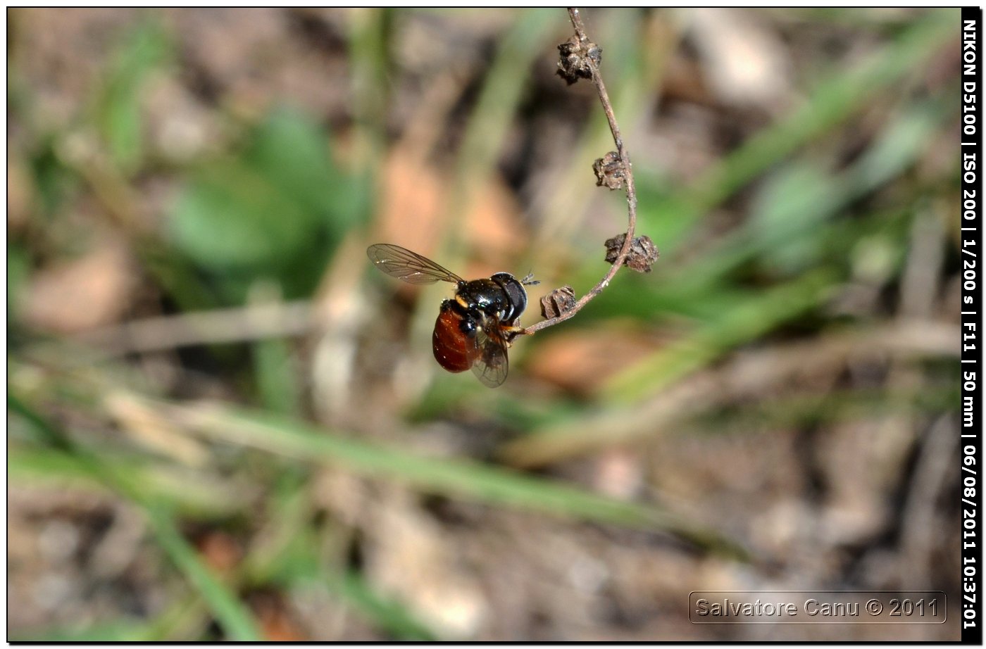 Accoppiamento Syrphidae: Paragus cf. bicolor