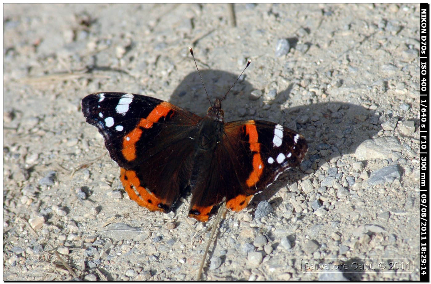 Vanessa atalanta