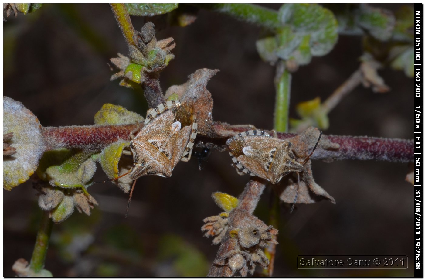 Pentatomidae, Codophila varia