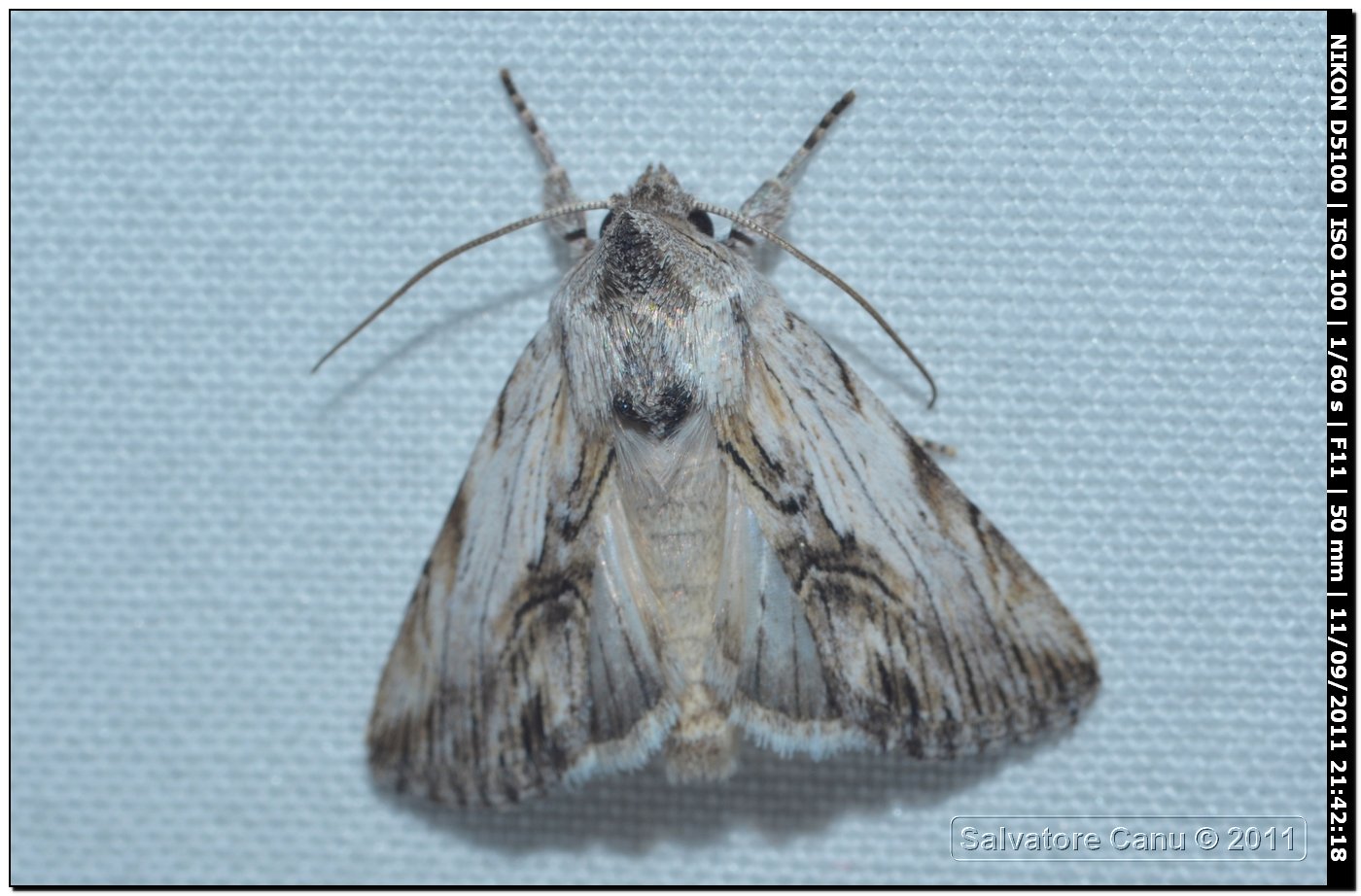 Noctuidae da id.