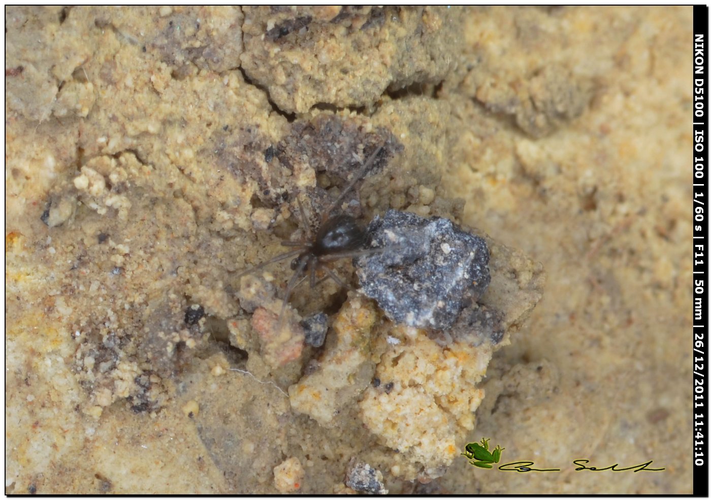 Zodarion sp.