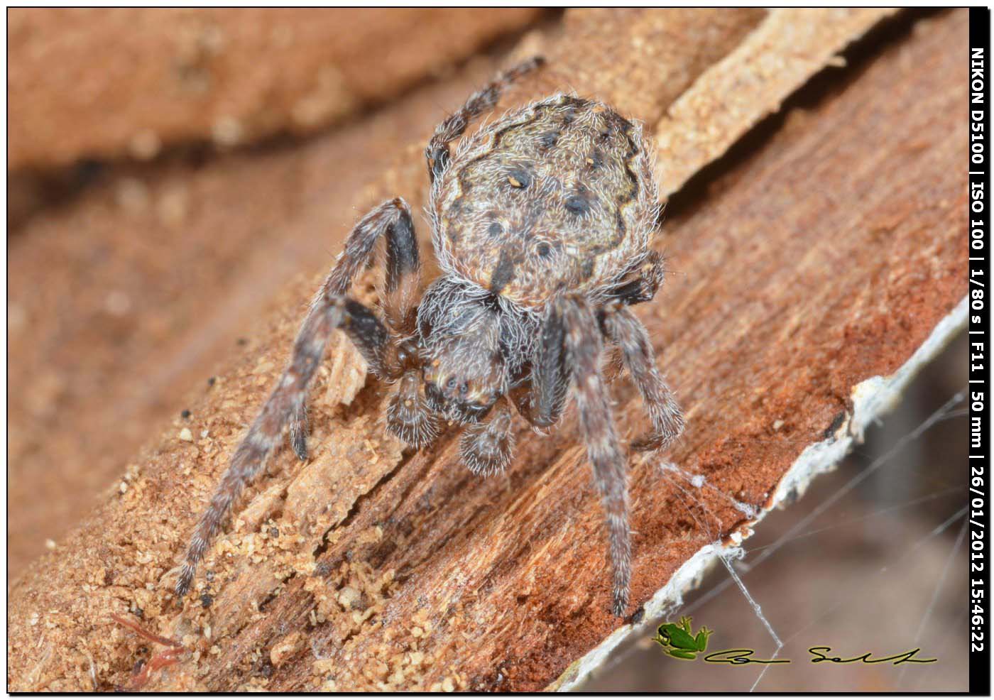 Nuctenea umbratica
