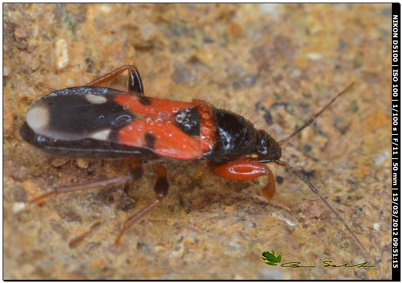 Nabidae: Prostemma bicolor da Porto Ferro , Sardegna (SS).