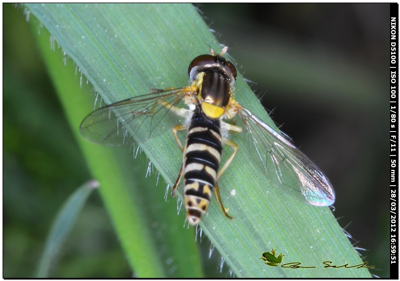 Syrphidae da Usini
