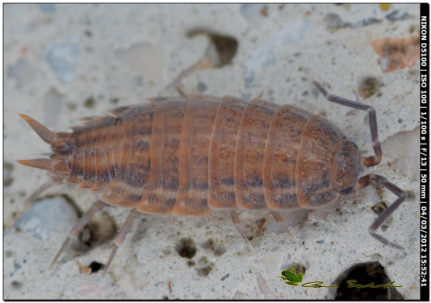 Porcellionides sexfasciatus da Platamona