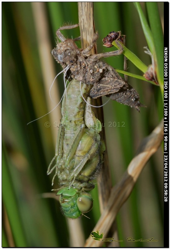 Orthetrum cancellatum, metamorfosi