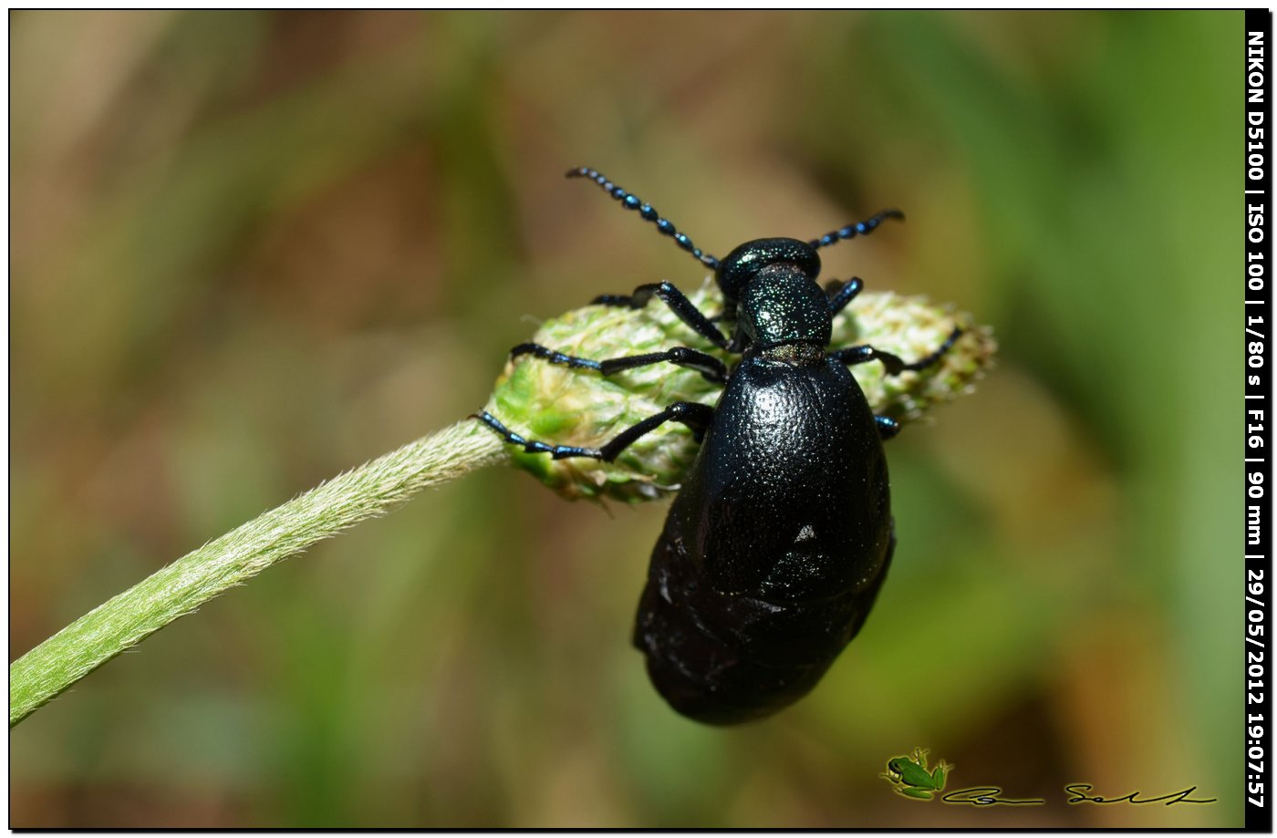 Meloe proscarabaeus in ... arrampicata libera