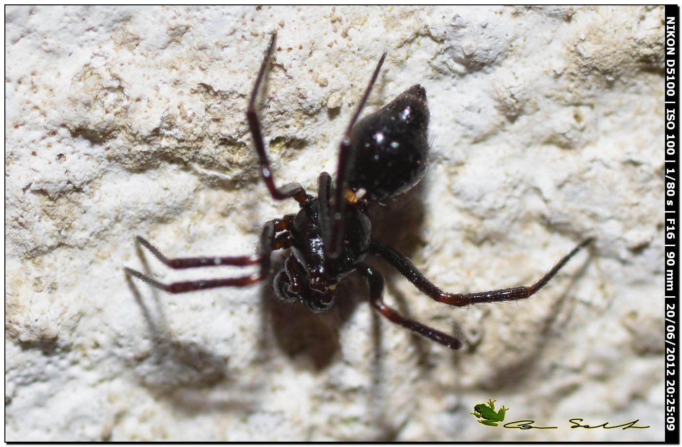 Ragno scambiato per formica - Euryopis episinoides
