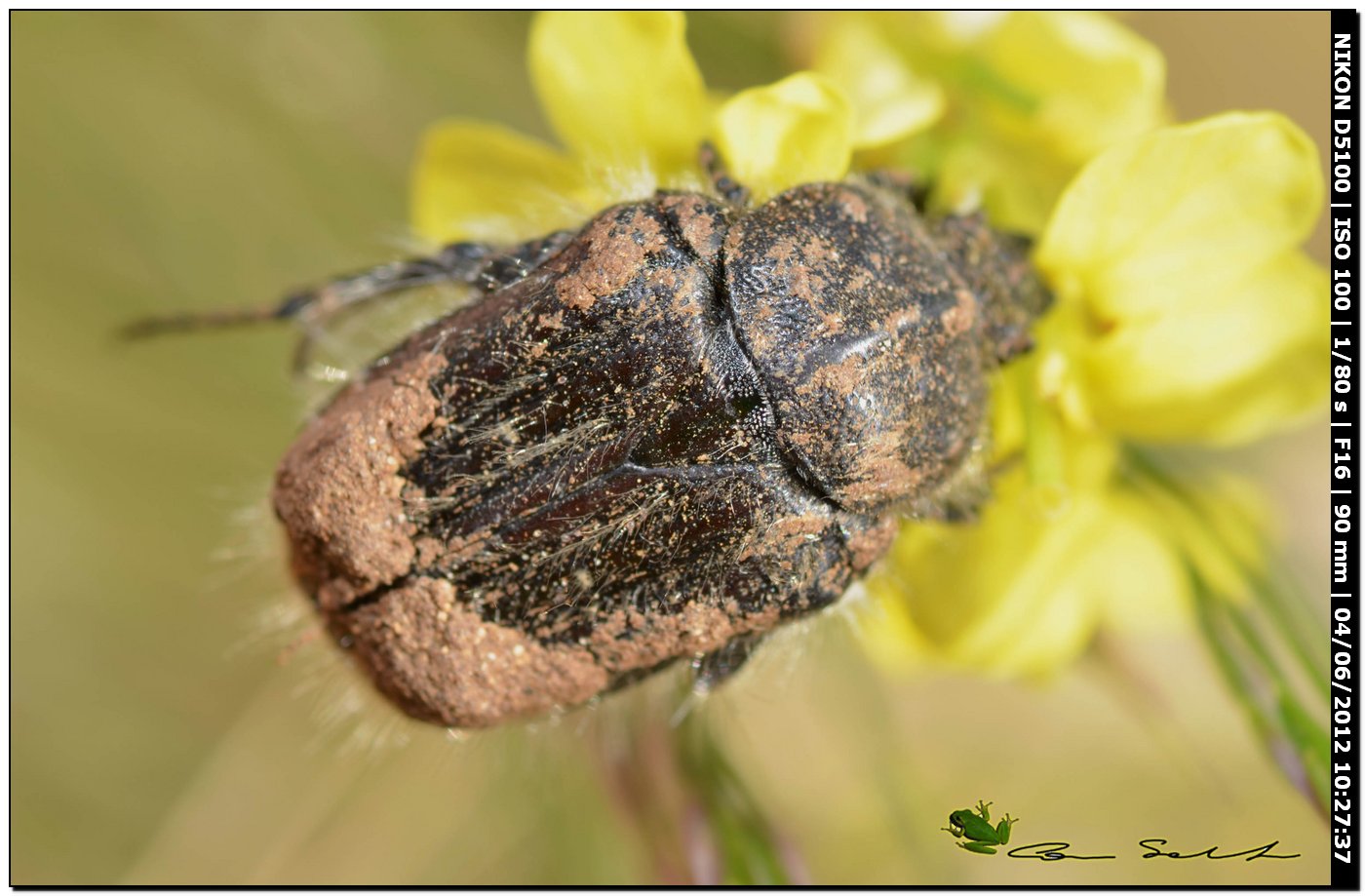 Cetoniidae: Tropinota paulae (cf.)