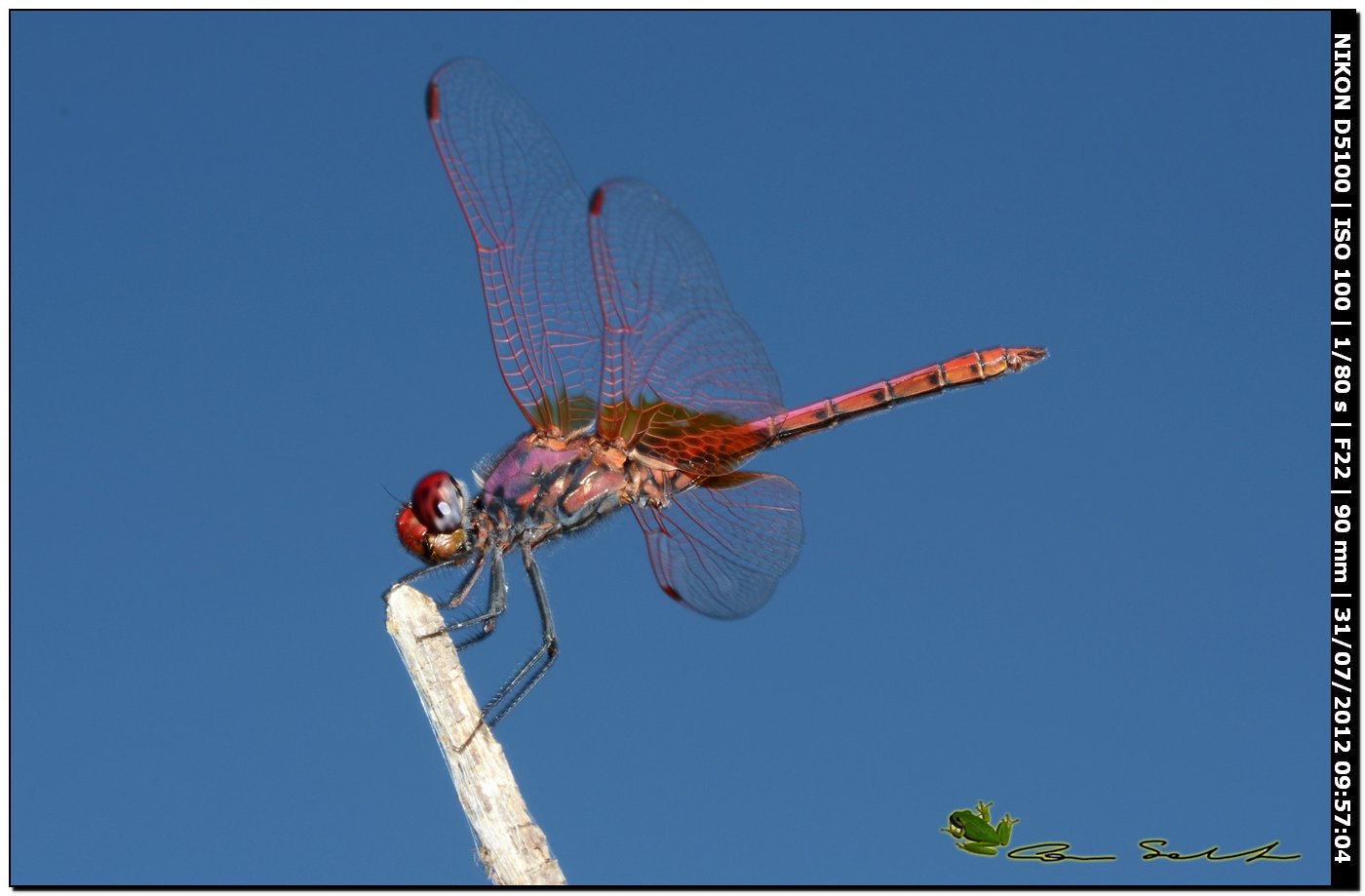 Sympetrum... ♂ - Trithemis annulata (maschio)
