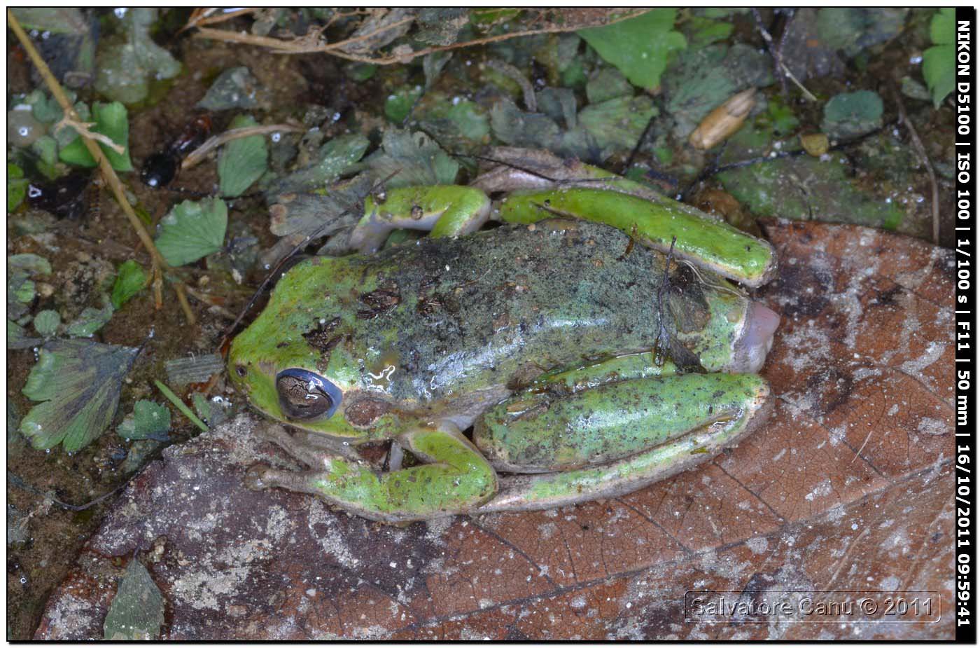 Strana Hyla sarda