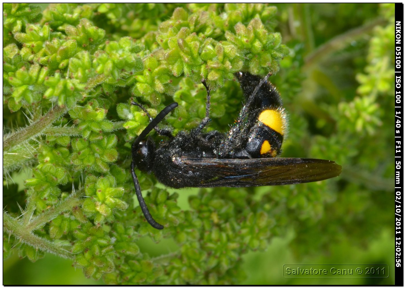 Scolia hirta unifasciata ♂ (Scoliidae)