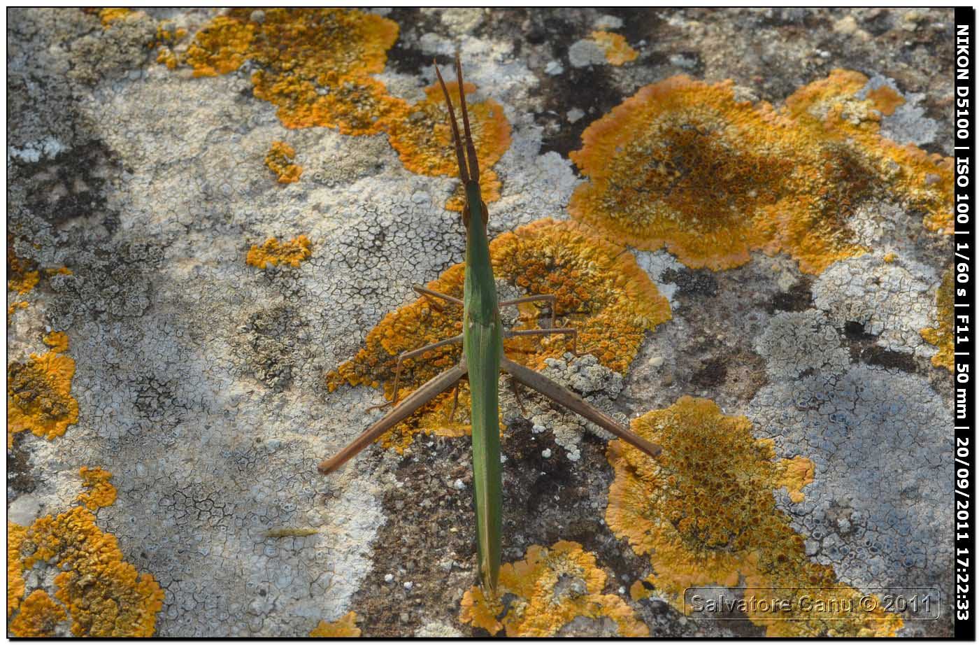 Acrida ungarica mediterranea