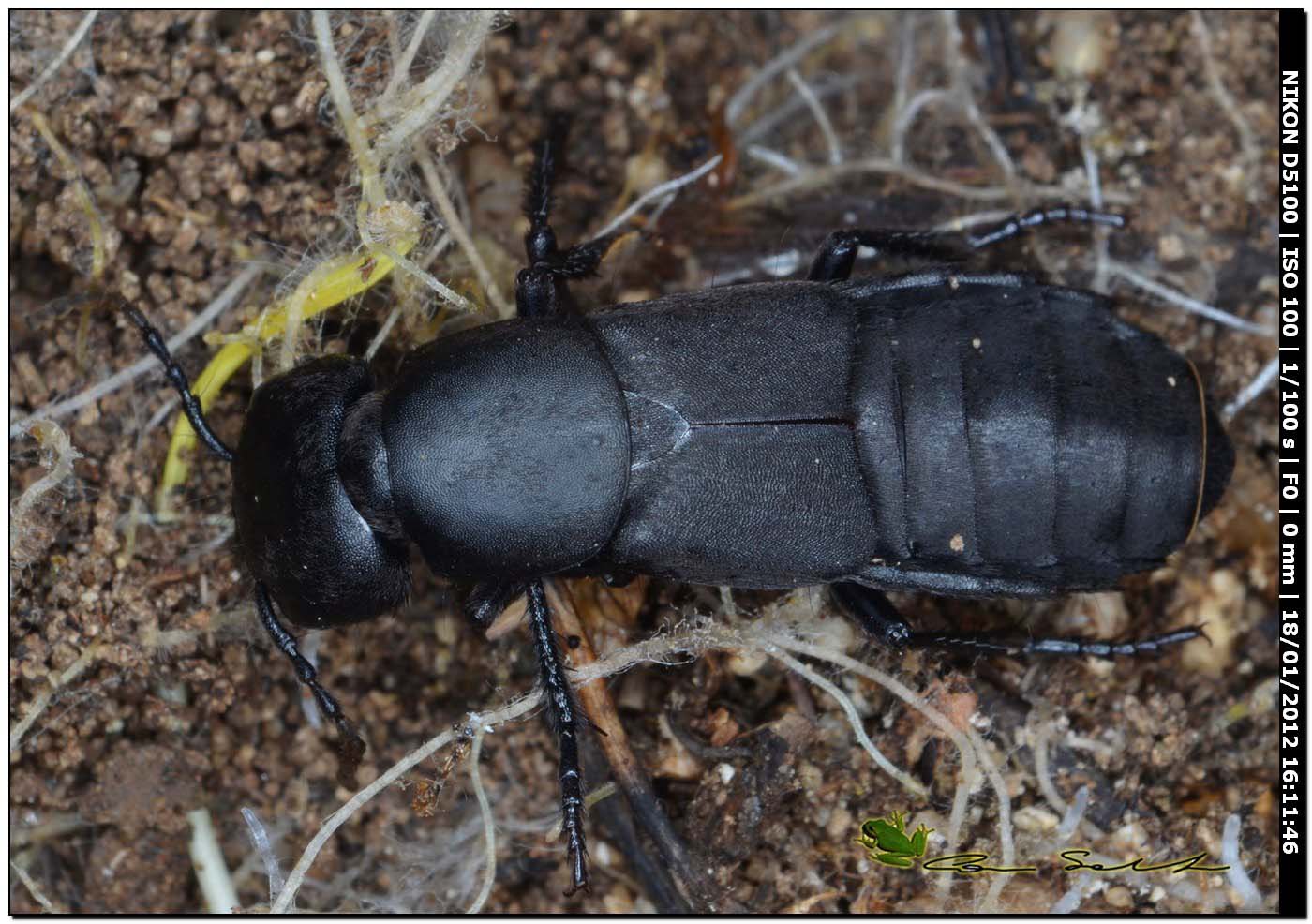 Staphylinidae, Ocypus olens