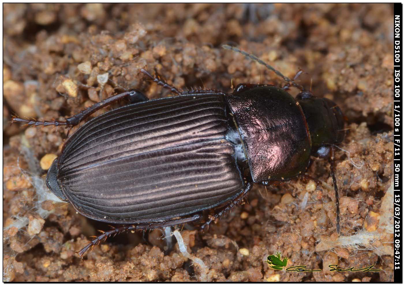 Harpalus cfr distinguendus