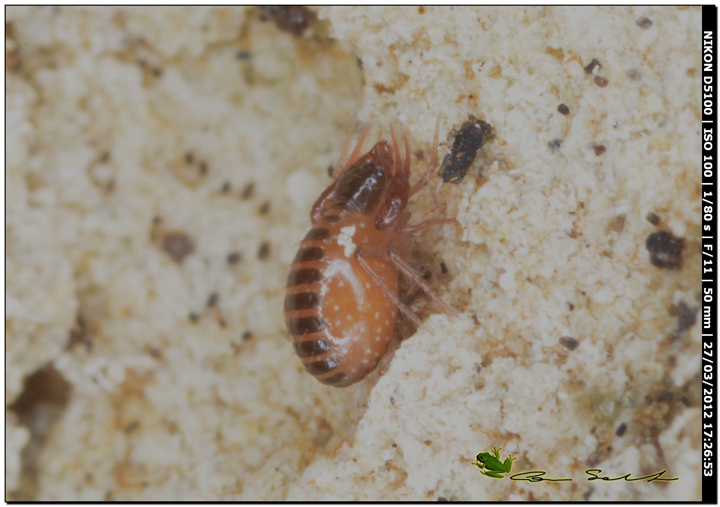 Chthoniidae da Usini