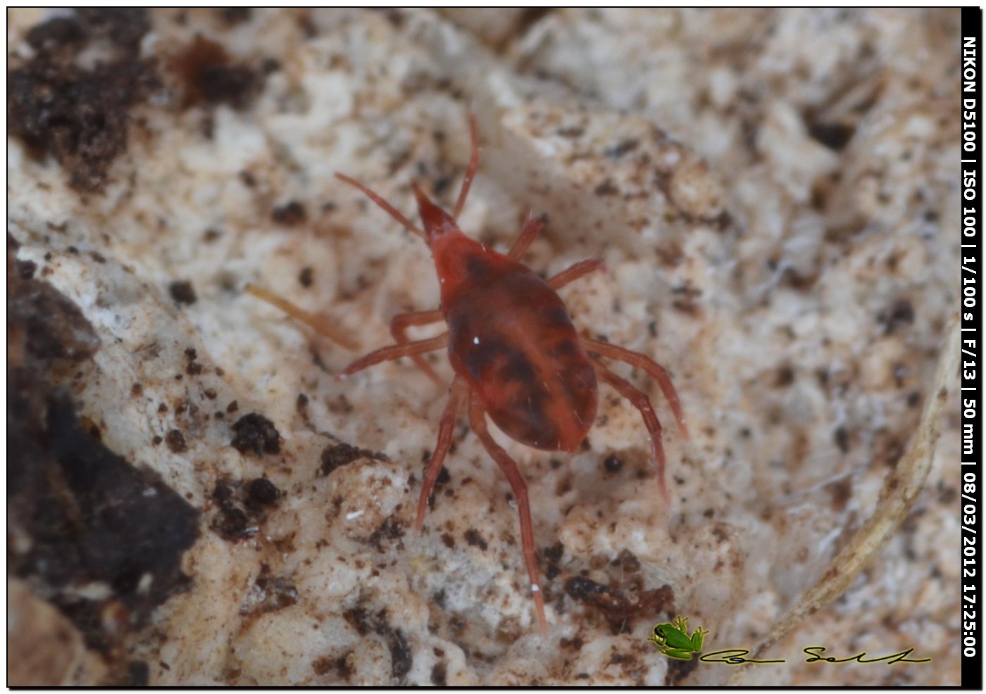 Bdellodes longirostris da Usini