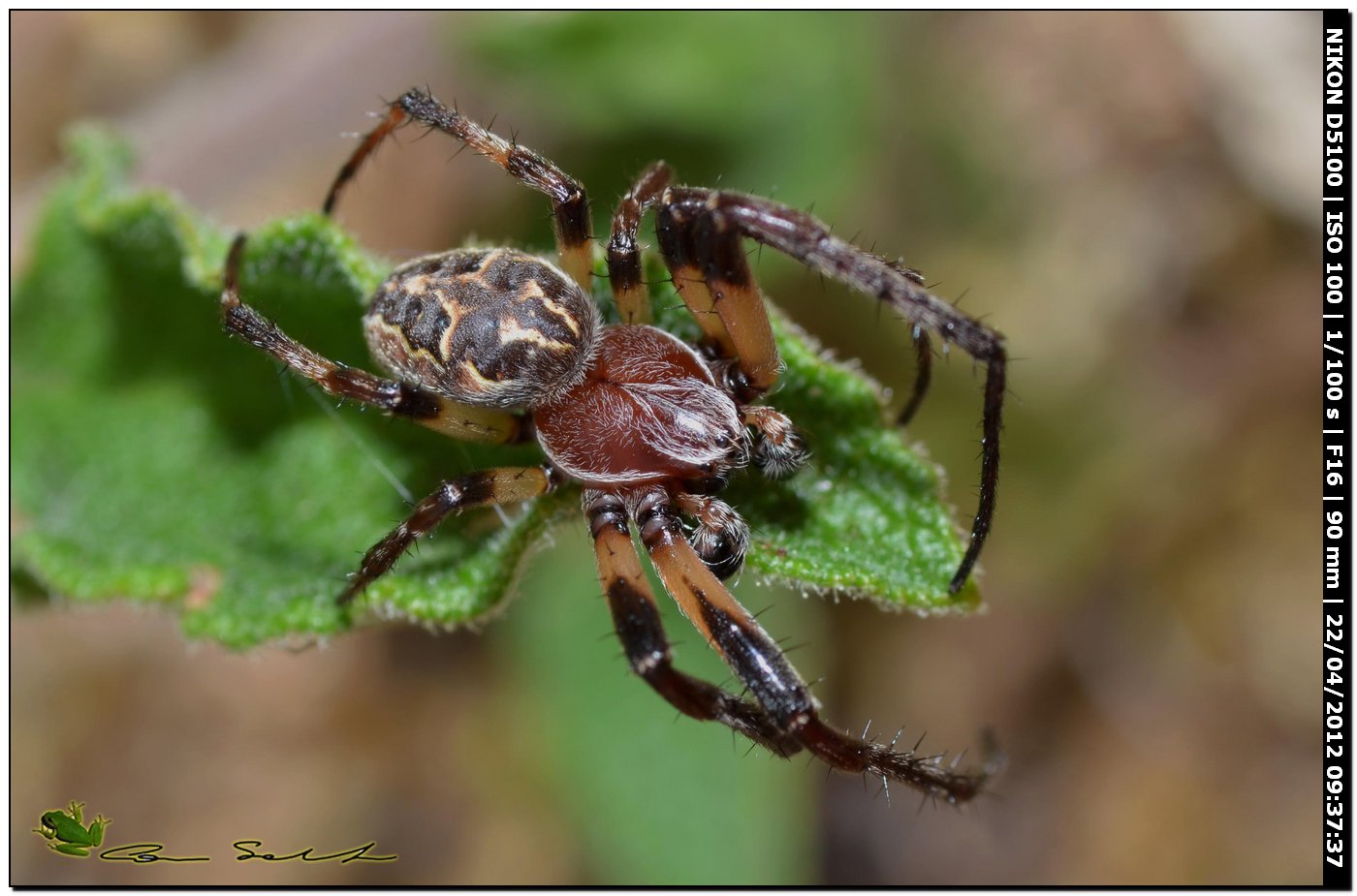 Larinioides sp. ♂
