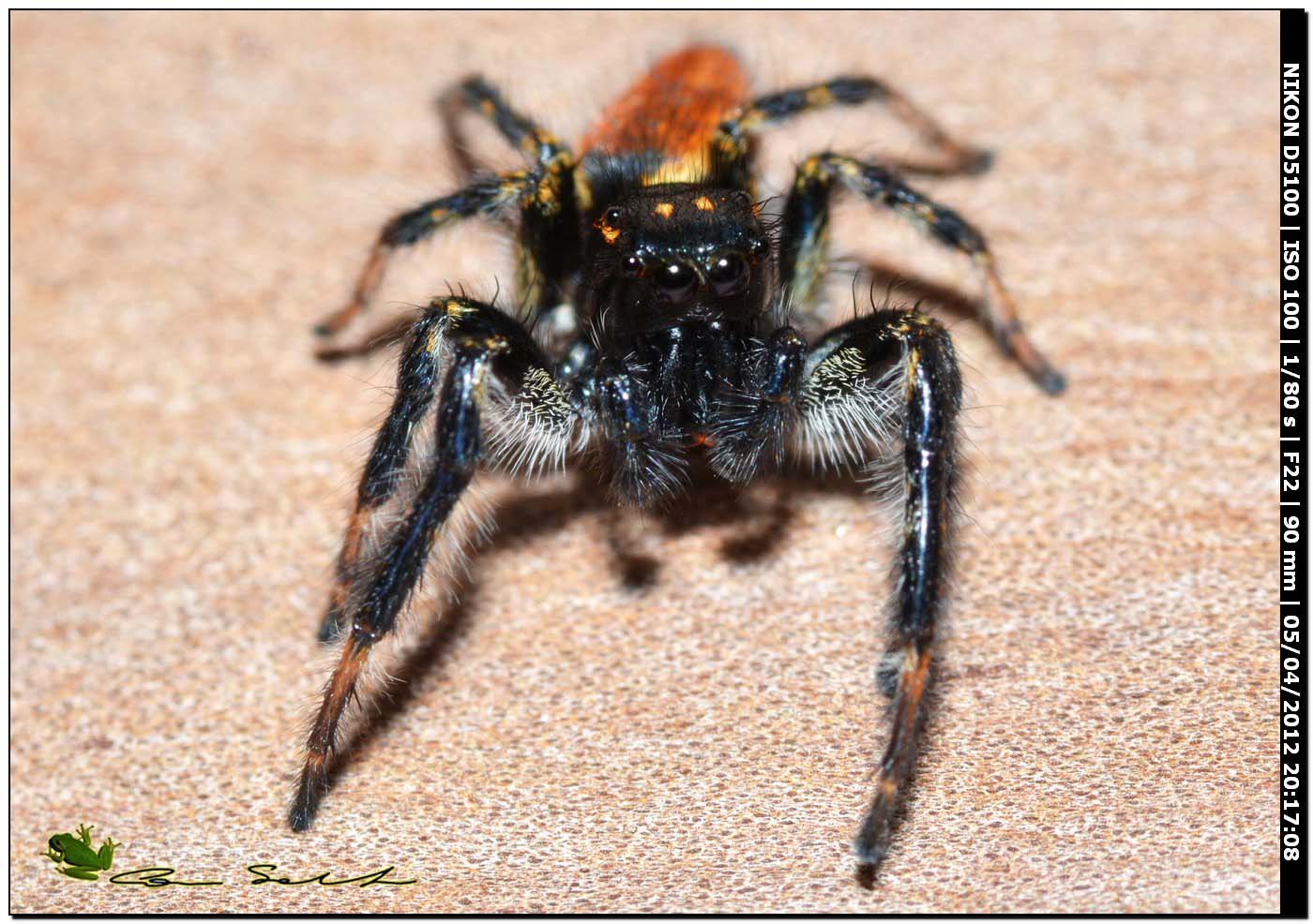 Carrhotus xanthogramma
