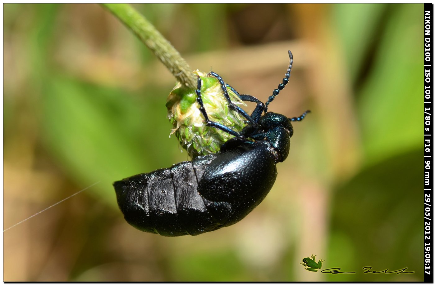 Meloe proscarabaeus in ... arrampicata libera