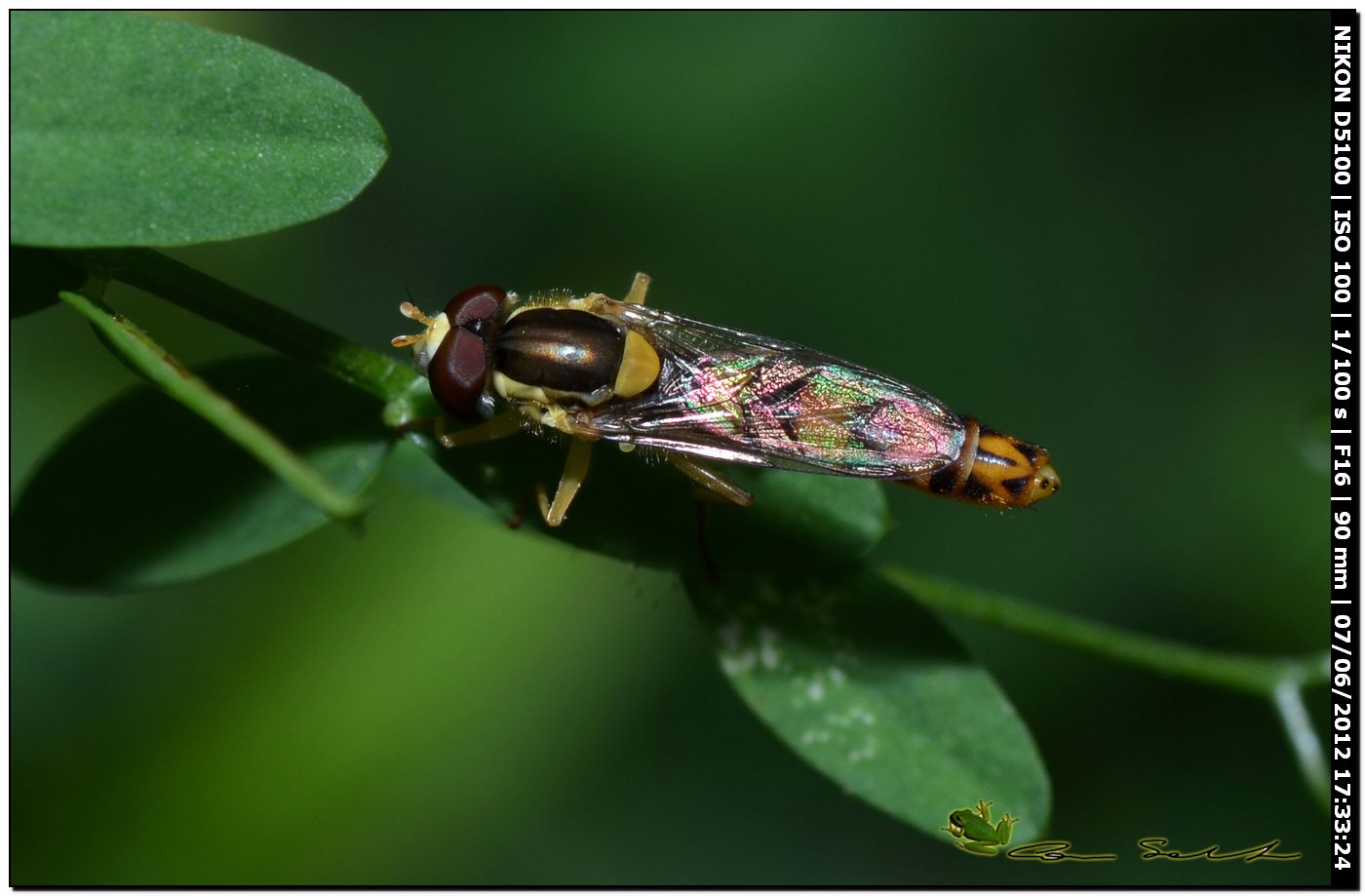 Sphaerophoria scripta