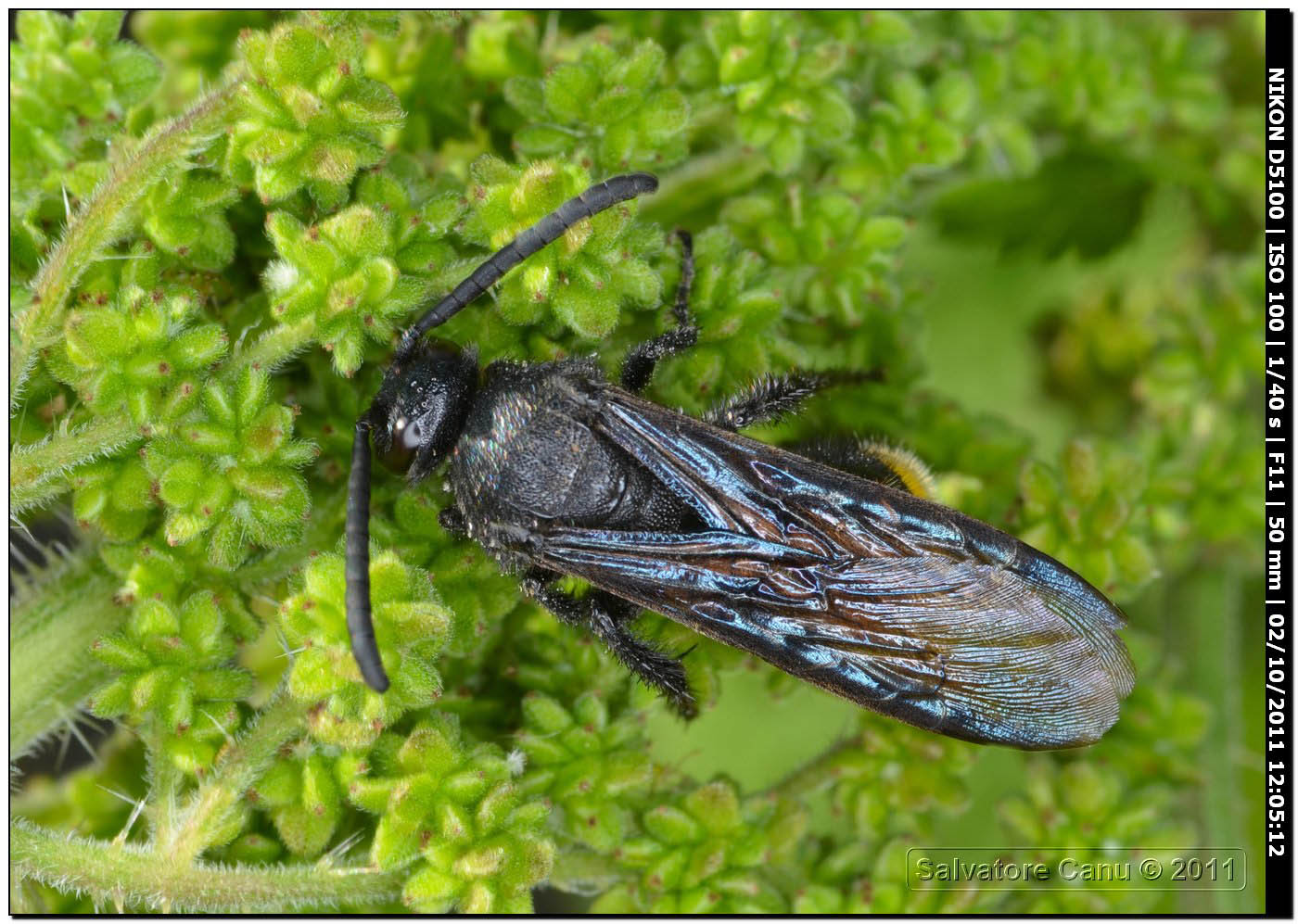 Scolia hirta unifasciata ♂ (Scoliidae)