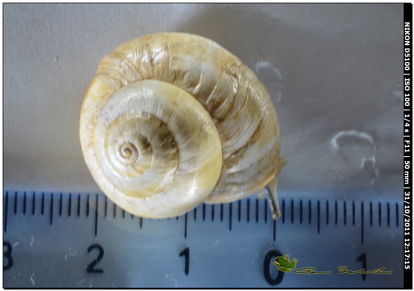 Theba pisana con accrescimento irregolare dalla Sardegna