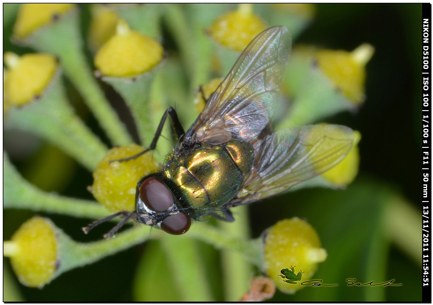 Neomya cornicina ♂ (Muscidae)