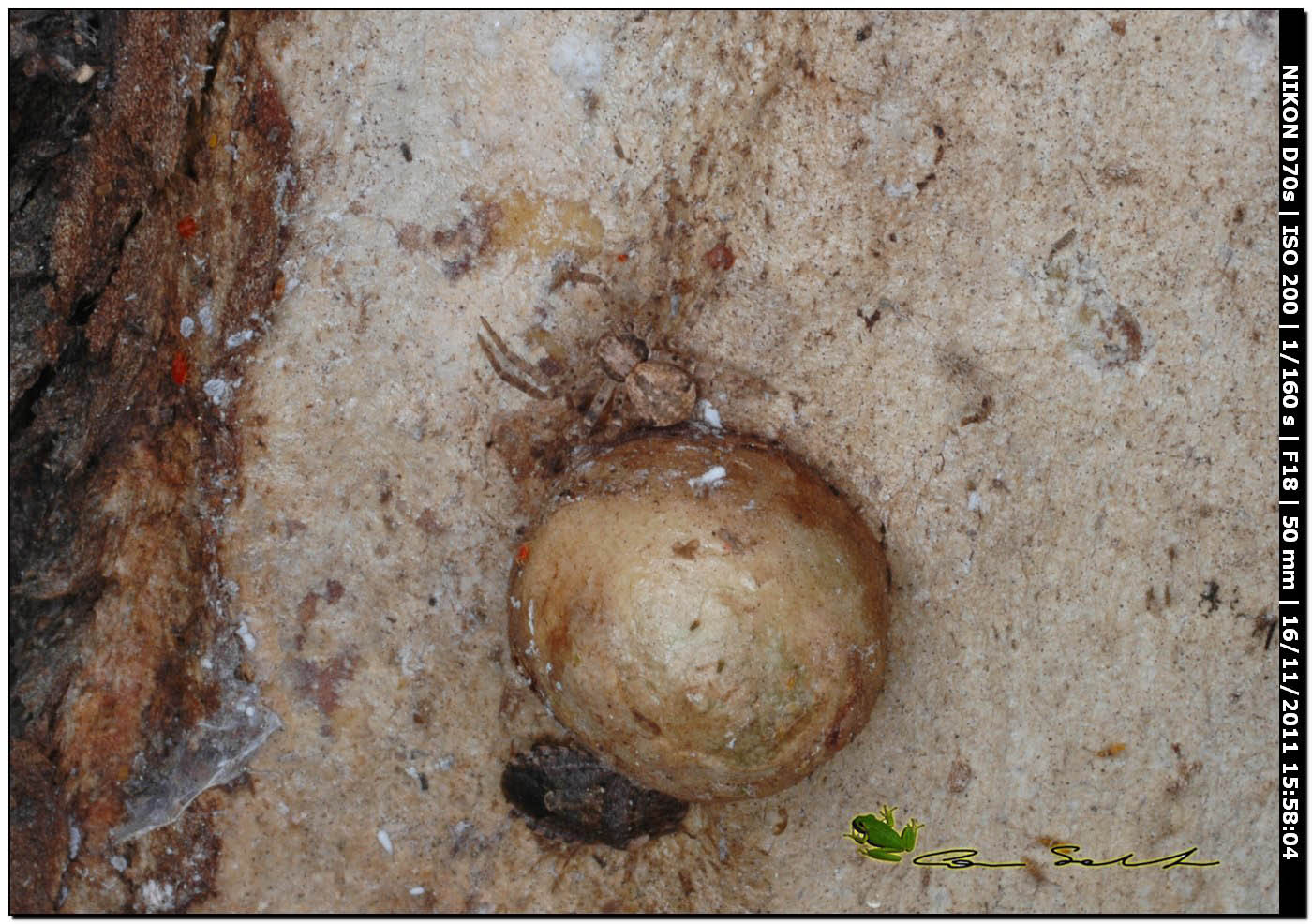 Philodromus sp.