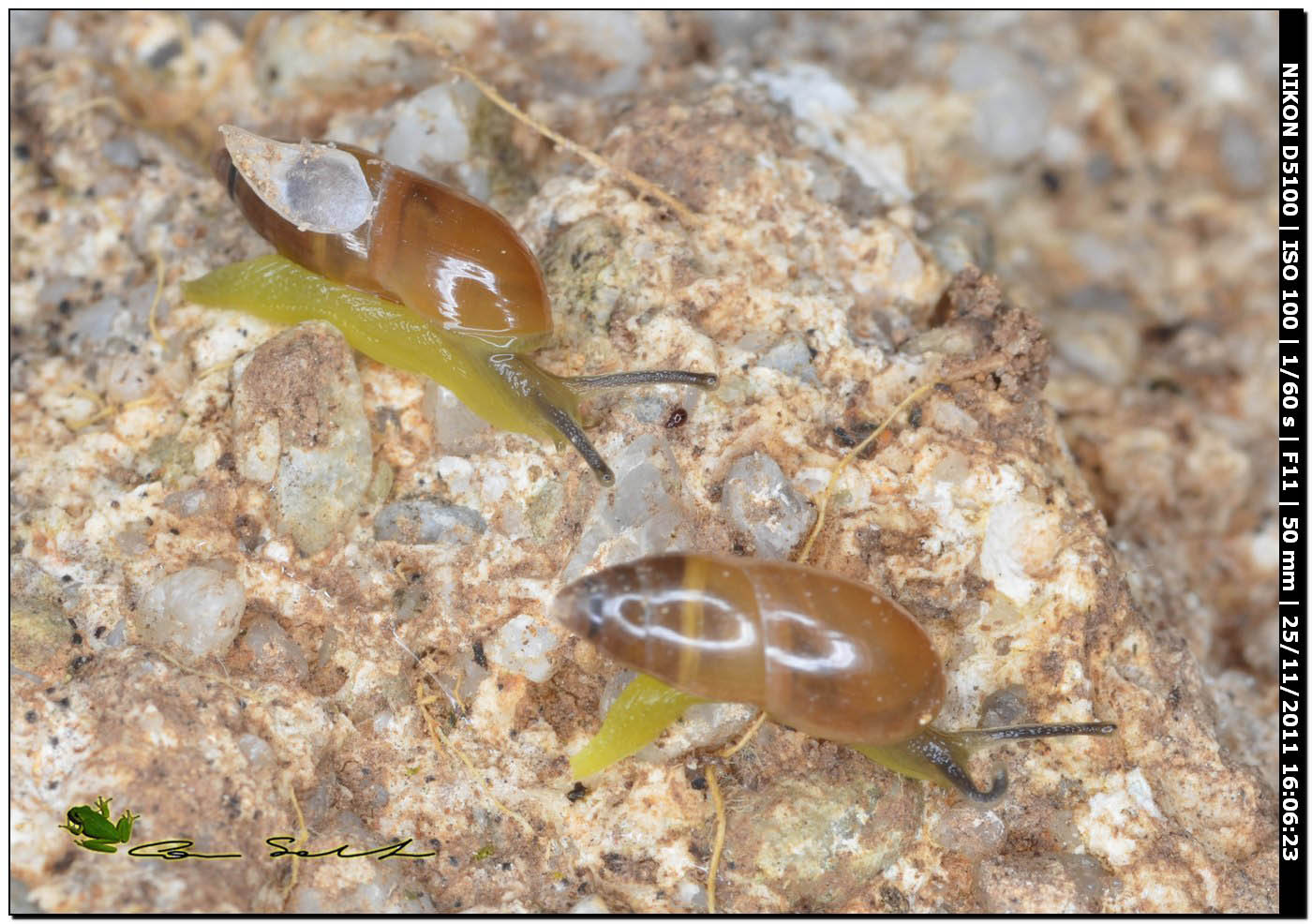 Ferussacia (Ferussacia) folliculus