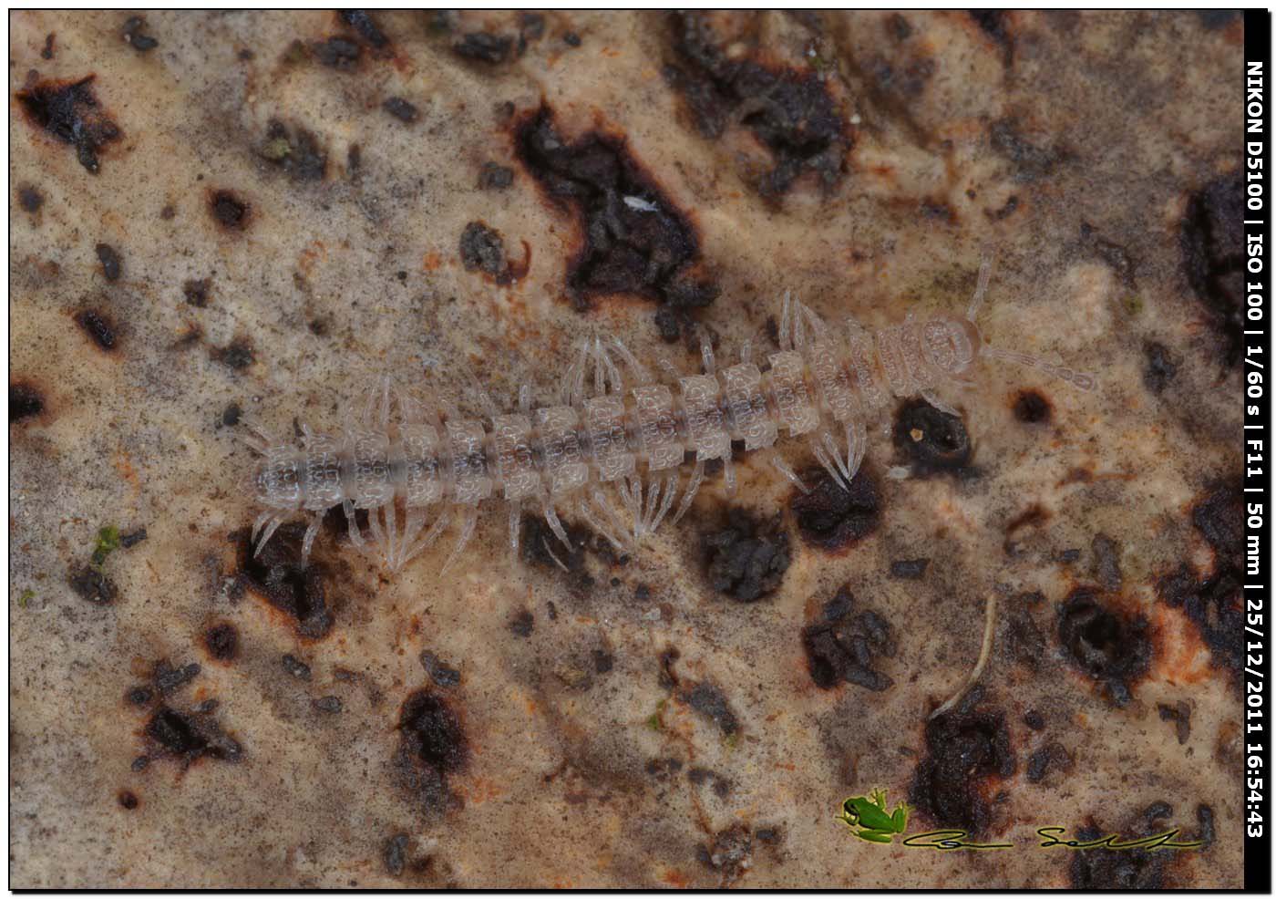 Polydesmus sp.
