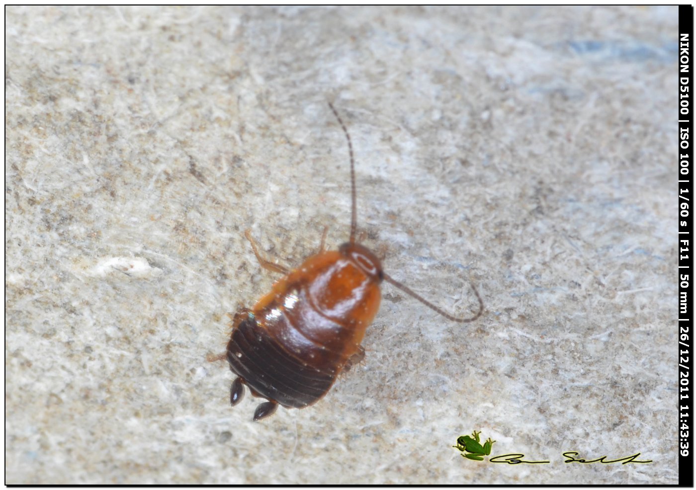 Loboptera decipiens (Germar 1817)