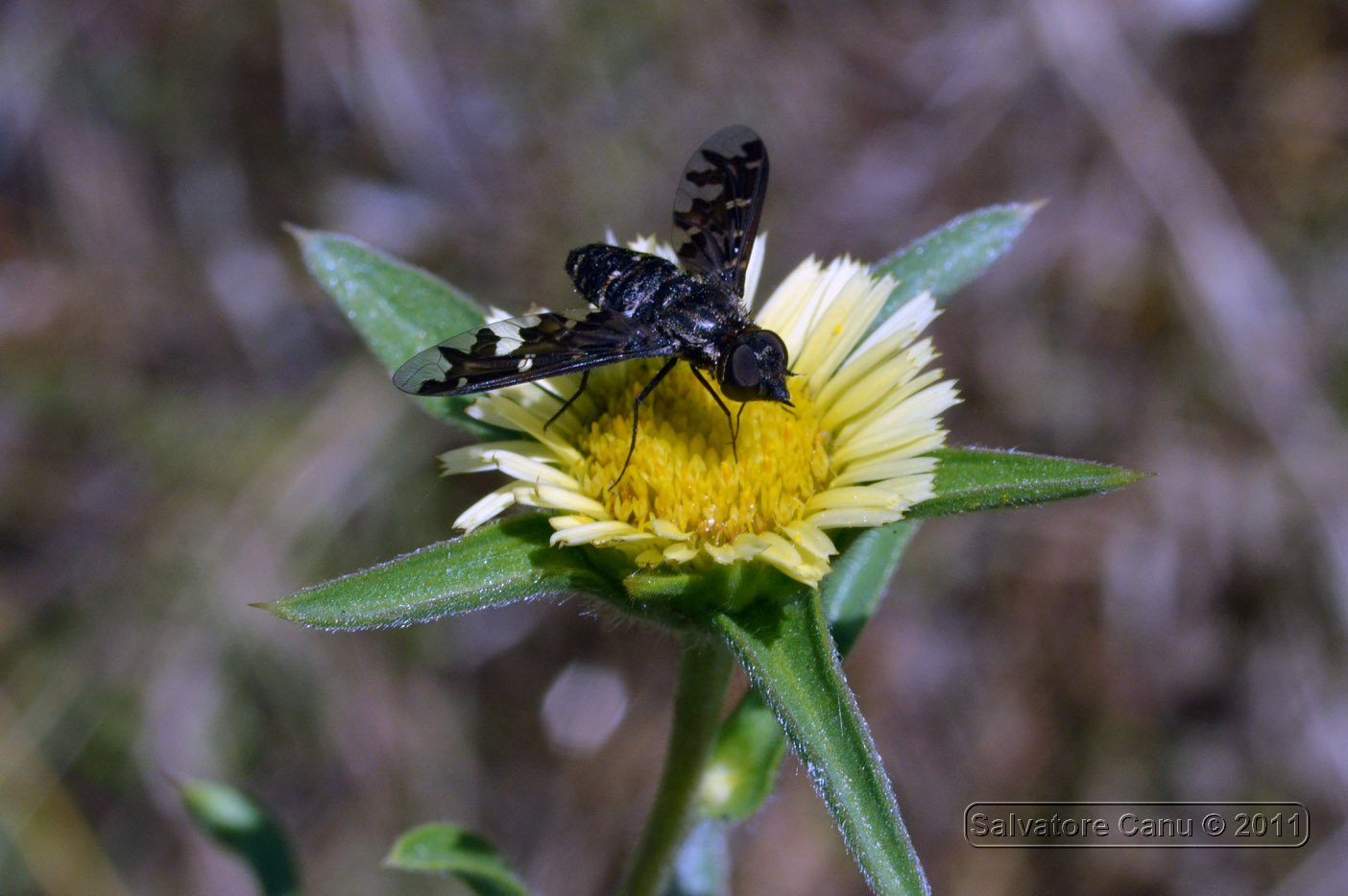 Exoprosopa jacchus (Bombyliidae)
