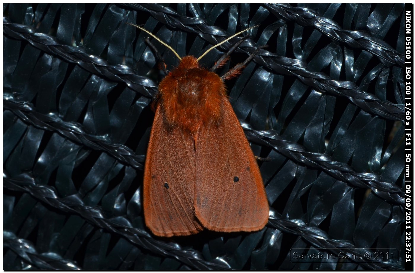 Phragmatobia fuliginosa