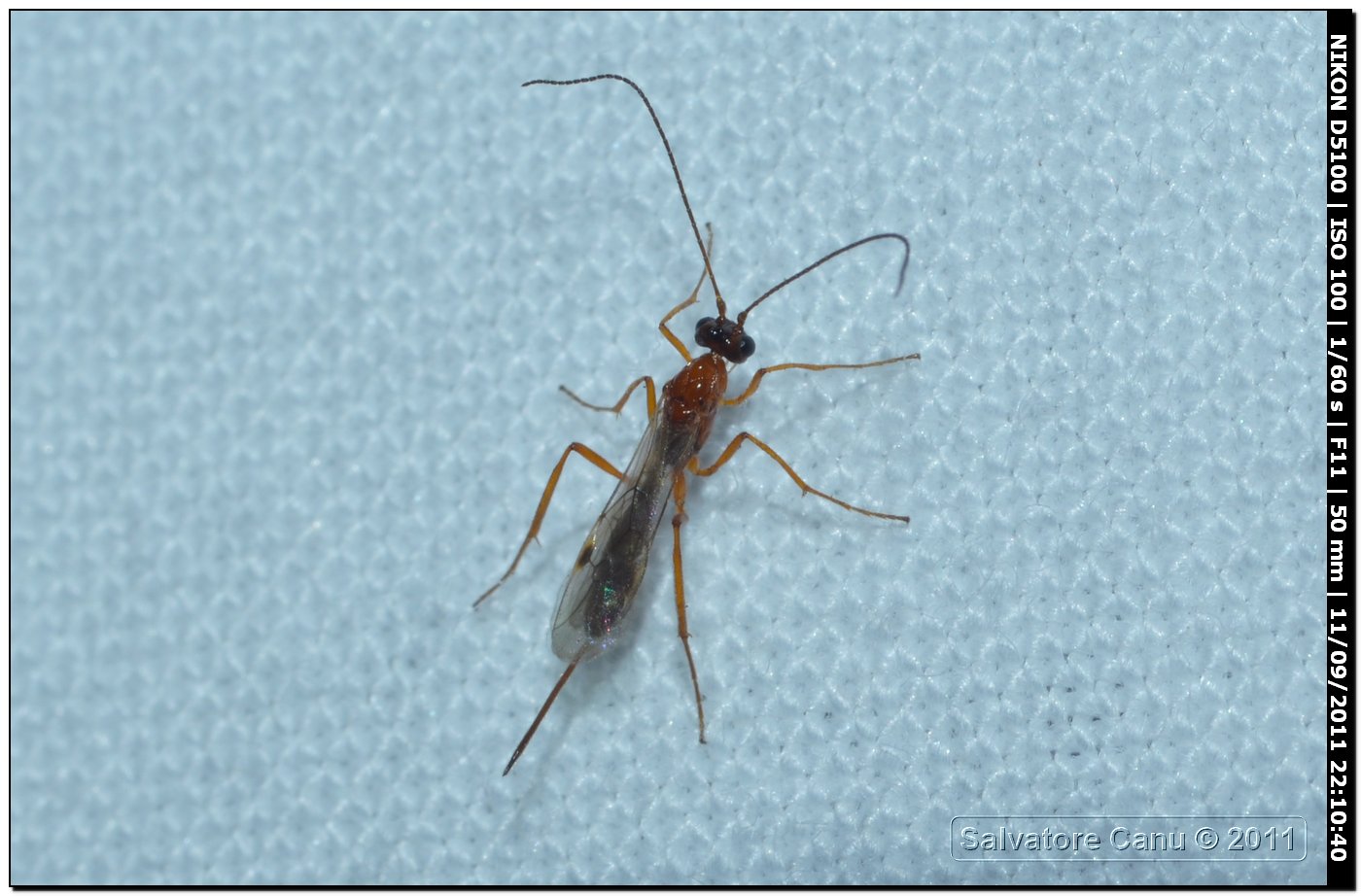 Braconidae