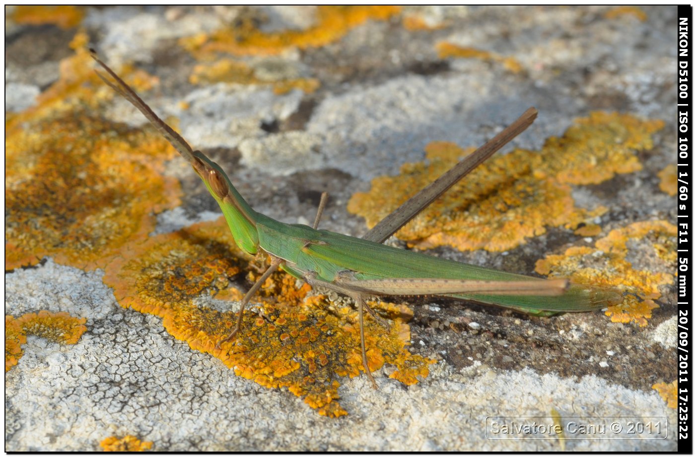 Acrida ungarica mediterranea