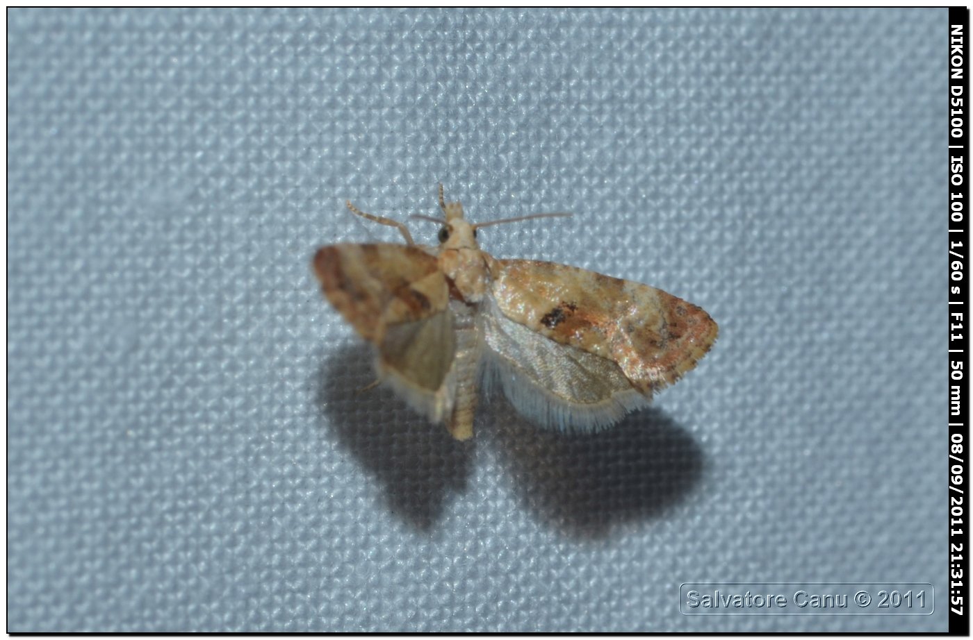 Da determinare 7 - Cochylis cf. salebrana