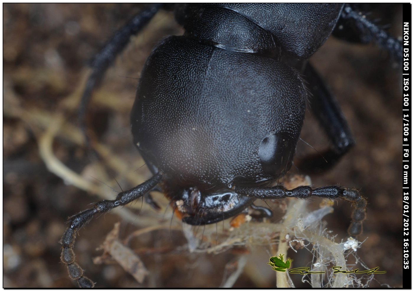 Staphylinidae, Ocypus olens
