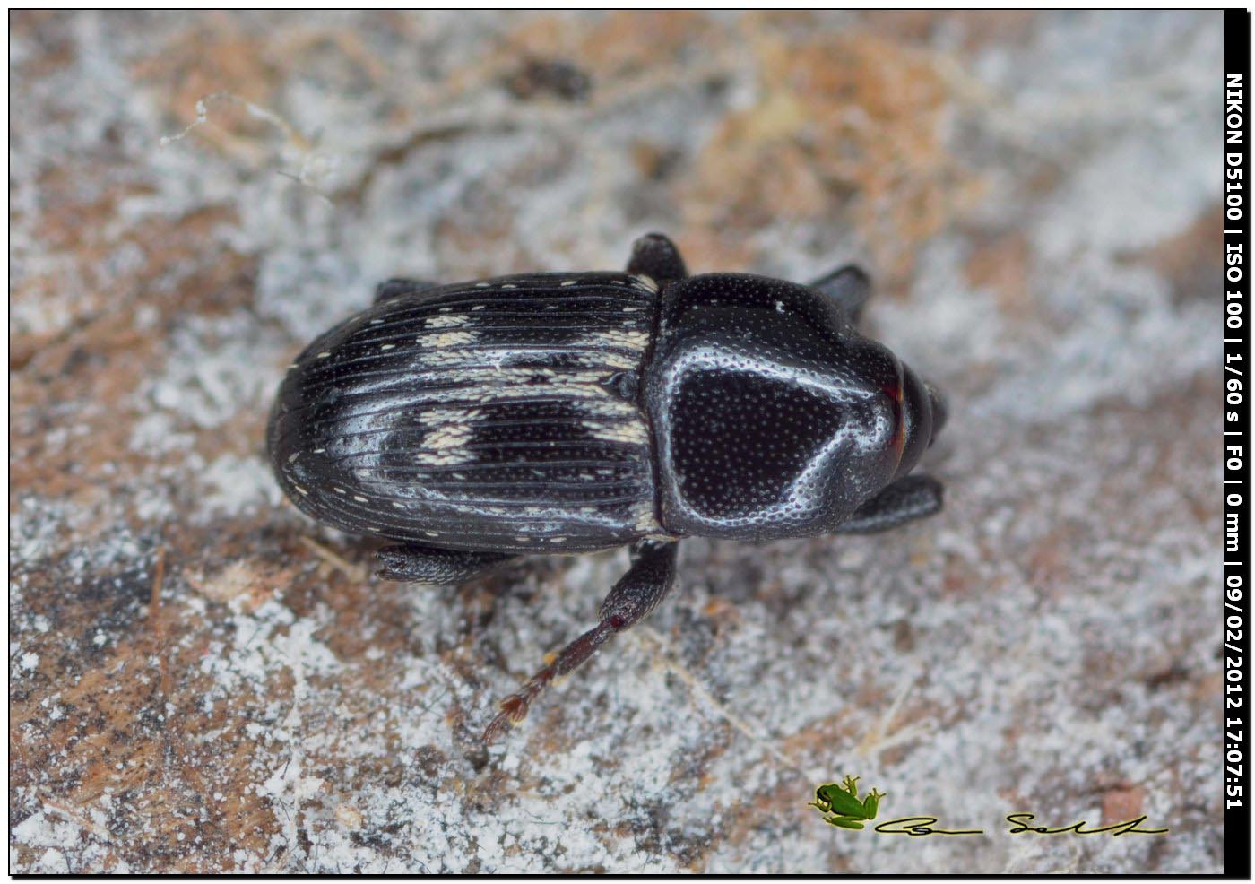 Piccolo Coleottero da Usini: Melaleucus spoliatus