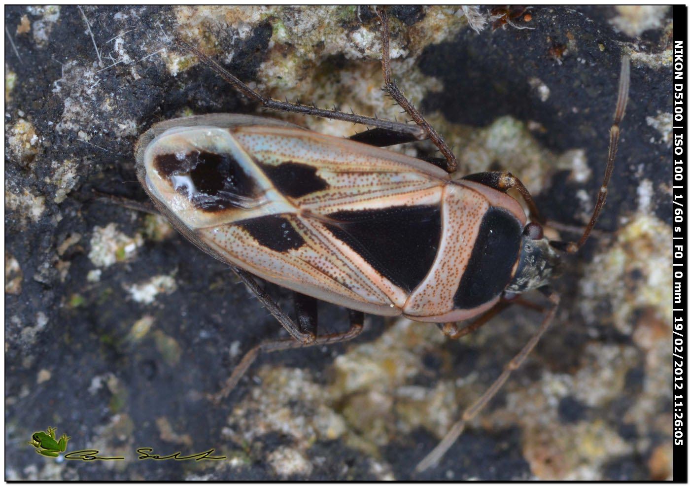 Lygaeidae: Ischnocoris punctulatus da Usini (SS)