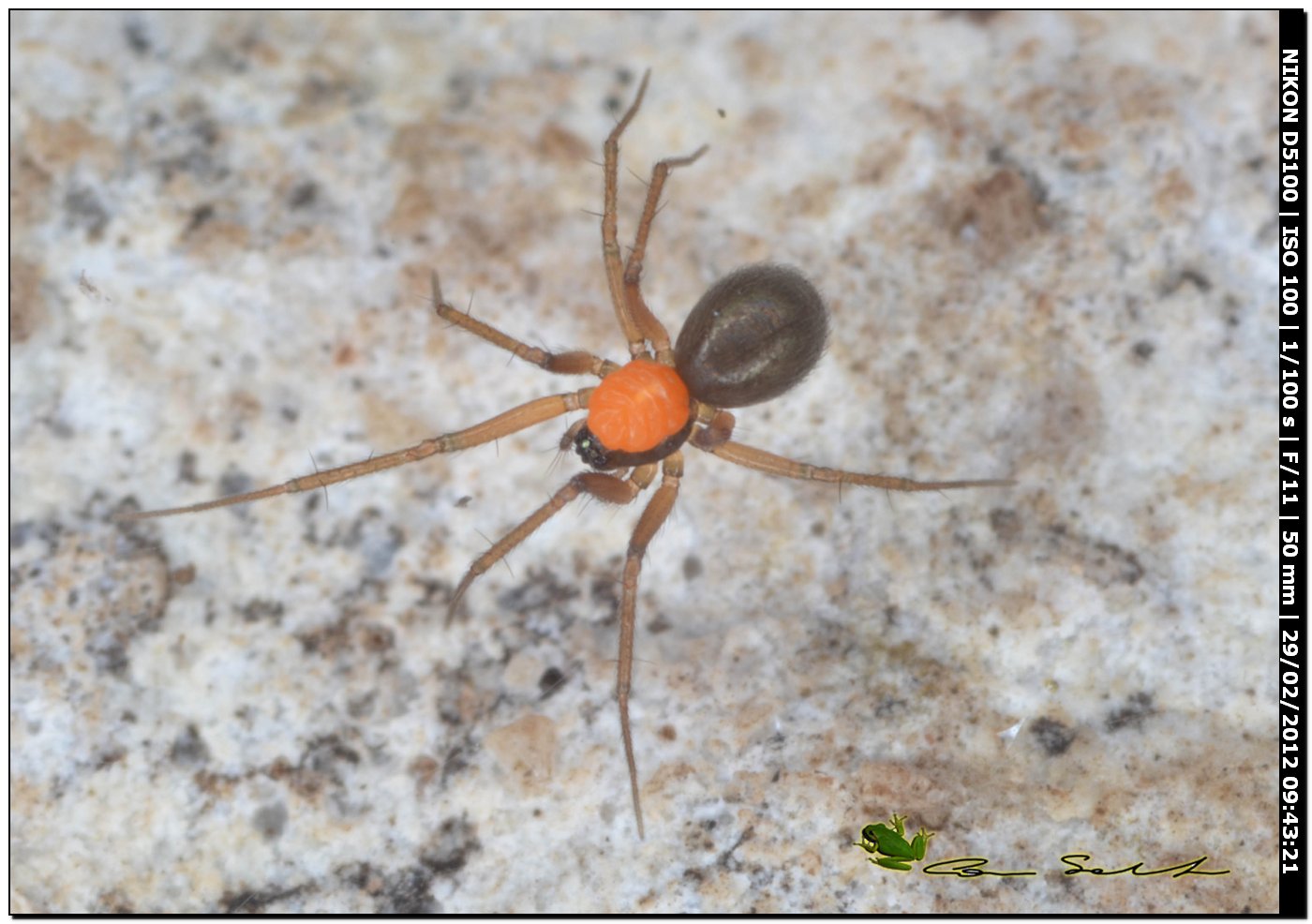 Linyphiidae parassitato